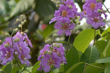35 LILAC Light Purple CREPE MYRTLE Lagerstroemia Indica Flowering Shrub Bush Small Tree Seeds